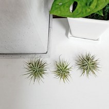 들꽃향기 틸란드시아 이오난사루브라1+1+1