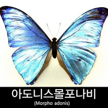 아도니스몰포나비표본/Morpho adonis 80mm+-