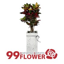 [99플라워] 크로톤 인테리어 개업화분 관엽식물 공기정화식물 [ST-D573], 1개