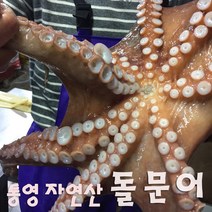 (산지직송) 한창수산 통영 자연산 돌문어1kg, 1box, 1kg, 1kg(2~4미)