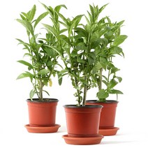 들꽃향기 모기퇴치식물모음특가 구문초 벤쿠버 야래향 허브, 1세트