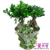 펜다쌍대 개업선물/공기정화식물/전국꽃배달서비스