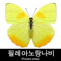 필레아노랑나비표본/Phoebis philea 70mm