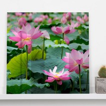 꾸밈 부귀의 상징 연꽃 아크릴액자 ch873, 타입8
