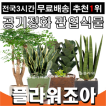 플라워조아 관엽식물화분 공기정화식물, 10. 황금죽, 1개
