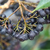 [고창장수베리] 최상품 아로니아 생과 냉동과(국내산) 2023년수확, 1개, 5kg