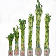 트리앤 개운죽50cm (10ea) 1개, 10개