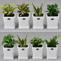 가꾸지오 공기정화식물 먼지제거 인테리어식물 사각화이트화분4p세트, 사각화이트하분4p-잘나가는세트