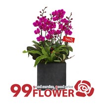 (주)99플라워 New 디자인 서양란 만천홍[ST-H424]전국당일꽃배달