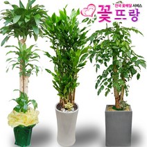 녹보수(대박나무) 공기정화식물 관엽식물 전국꽃배달서비스 개업화분/축하선물, A03 홍콩야자, 1개