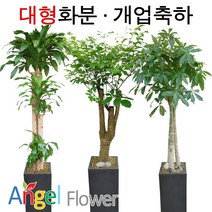 엔젤플라워 초특가 특대형화분 대박나무 행운목 전국당일꽃배달, A31 눈향 삼감청자긴단지(중), 1개
