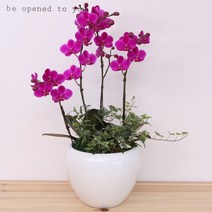 다덴다플라워 동양난 서양난 선물 축하 승진 이사, 14.서양난 만천홍(중품)