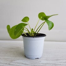 온누리농원 필레아 페페