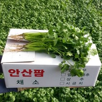 안산팜 고수 [GAP인증], 1박스, 고수1kg