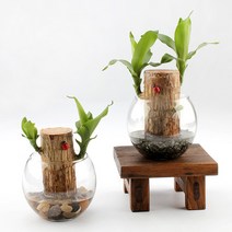 가꾸지오 공기정화식물 먼지제거 천연가습기 식물인테리어 샤베트행운목 24종, 컬러돌(옐로우)