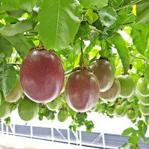 담양 백향과 패션후르츠 생과 특과 1팩(500g 6~7과 내외), 1팩, 500g