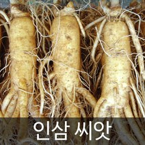 미개갑 인삼씨앗 장뇌삼 씨앗 ginseng seed 50알