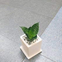 꽃피우는청년 키우기 쉬운 실내공기정화식물 사각 화이트 화분 (무광), 1개, 청하니
