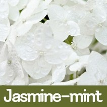 오마르 향오일 100ml 석고방향제 슬라임 향료, 자스민민트
