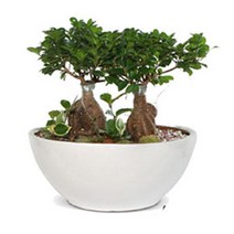 플라워리퍼블릭 개업화분 개업식 공기정화식물 관엽식물 전국꽃배달, 팬다분재(쌍대), 1개