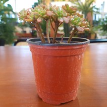 인커피식물카페 유접곡 다육식물 공기정화 반려식물