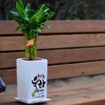 미나의정원 긴사각 - 승진취임영전 축하화분, 07 항상 처음처럼