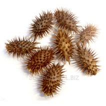 도꼬마리씨앗(30립), 30립