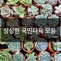 제이팟다육 예쁜 국민 다육이 다육식물 200종류, B24. 멕시칸스노우볼, 1개