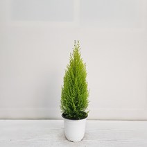 온누리농원 율마