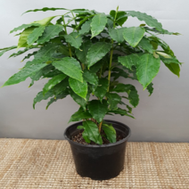 에덴농원 한몸으로된 커피나무(커피가 열리는아이에요)