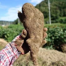 마사토 안동마 산마, 1박스, 상품 9kg (판매자추천)
