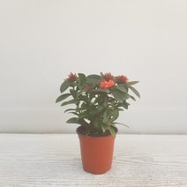 온누리농원 익소라(신종)