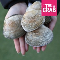 대합 개조개 대왕, 1개, 1kg (5-13미)