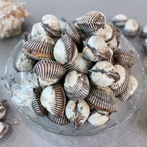 친환경팔도 [산지직송] 여수 새꼬막 (대) 1kg2kg, 새꼬막 2kg