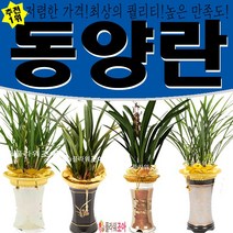 플라워조아 특별할인 철골소심 동양란 개업 영전 승진 취임, 1개