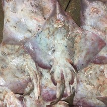 흑산도어부 흑산도 홍어 (산지직송), 6kg(수치-완전삭힘), 1개