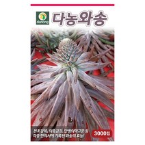 갑조네 민속특수 씨앗 모음, 와송(씨앗), 1개