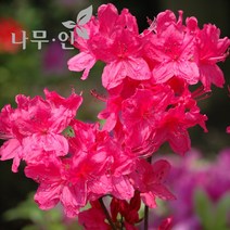 [나무인] 대왕철쭉 10그루