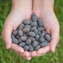 파워푸드 국산 연자육(연꽃씨) 400g 연꽃씨 연방 연밥 연씨앗 연근 건조 말린 약초 약재 국내산 차 한방, 13YO_국산연자육(연꽃씨) 200gX2