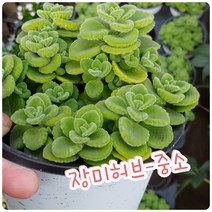장미허브(중소)/뽀송한 솜털에 통통한 잎이 너무 귀엽죠