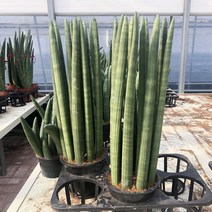 미니농장 스투키 공기정화 식물 종류다양, 5.스투키E