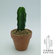 *티에라선인장* 높이25cm 통통 건강한 용신목 선인장-토분4type 세라믹 2color, 화이트토분(받침없음)