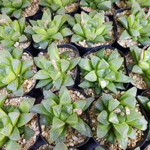 수(소) 하월시아 다육식물 선인장, 1개