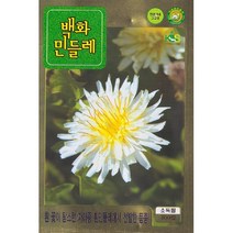 씨앗 흰민들레 백화민들레 100립