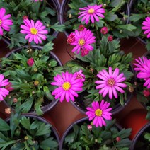 [모종가게] 사계국화 (색상랜덤) / 꽃 모종 화분 키우기 봄꽃 봄맞이