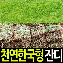 순희농장 잔디, 500장