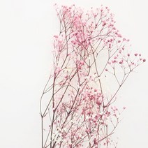 캔들바다 프리저브드플라워 - 투톤핑크안개, [ 투톤핑크안개 ]