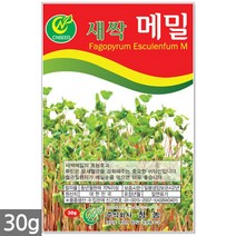 귀리 새싹 씨앗 50g / 새싹씨앗 귀리씨앗 귀리새싹씨앗 새싹귀리 귀리씨 캣그라스 캣글라스 고양이풀, 08_새싹씨앗_메밀(30g)