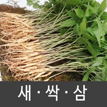 장성 새싹삼 새싹인삼 특 대 중 소, 1box, 소 (100뿌리)