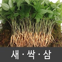 장성 새싹삼 새싹인삼 특 대 중 소, 1box, 대 (20뿌리)